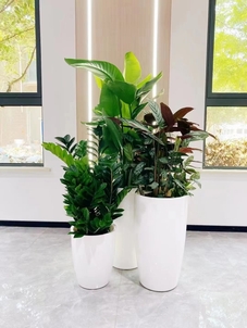 宁波花木租赁专业之选，打造别样绿色空间><div class=