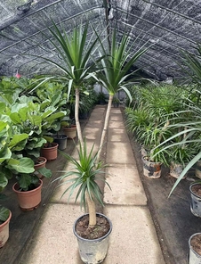 热词搜索：专业镇海盆景租摆等你来