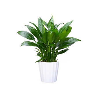 宁波余姚绿植出租价格实惠