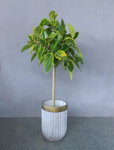 镇海植物租赁方案